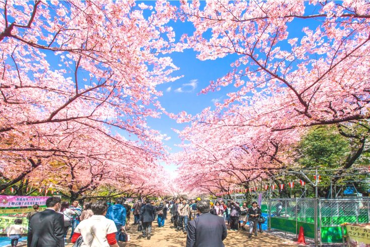 le-hoi-anh-dao-hanami-17 (1).jpg